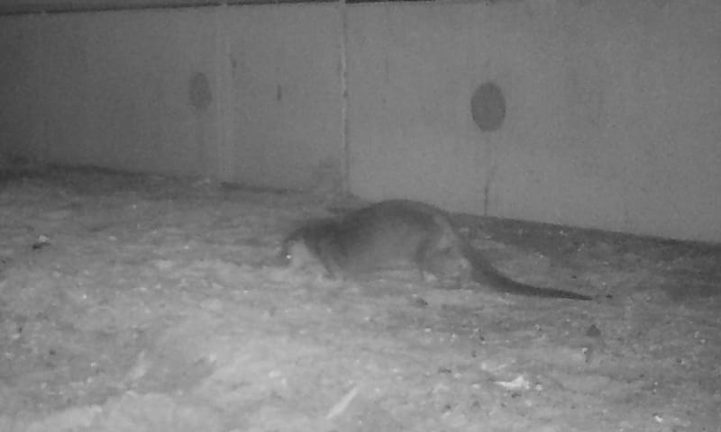 Otter faunapassage Naardermeer