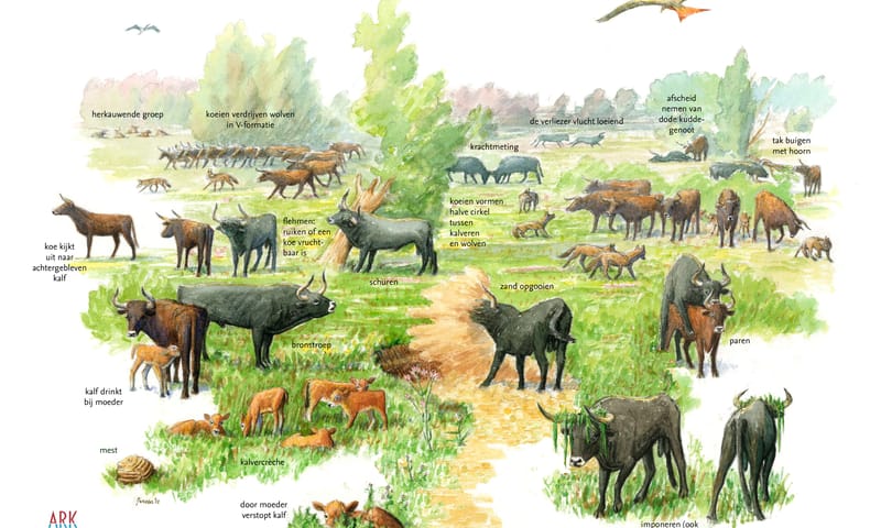 Taurosgedrag ARK Rewilding Nederland