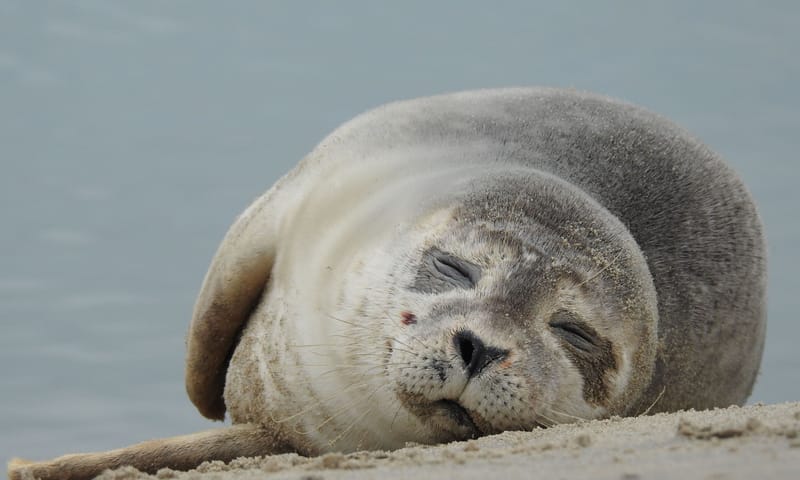 Gewone Zeehond