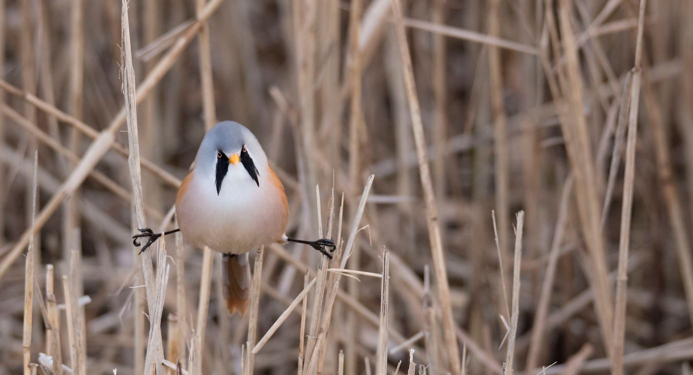 Baardmannetje in het riet