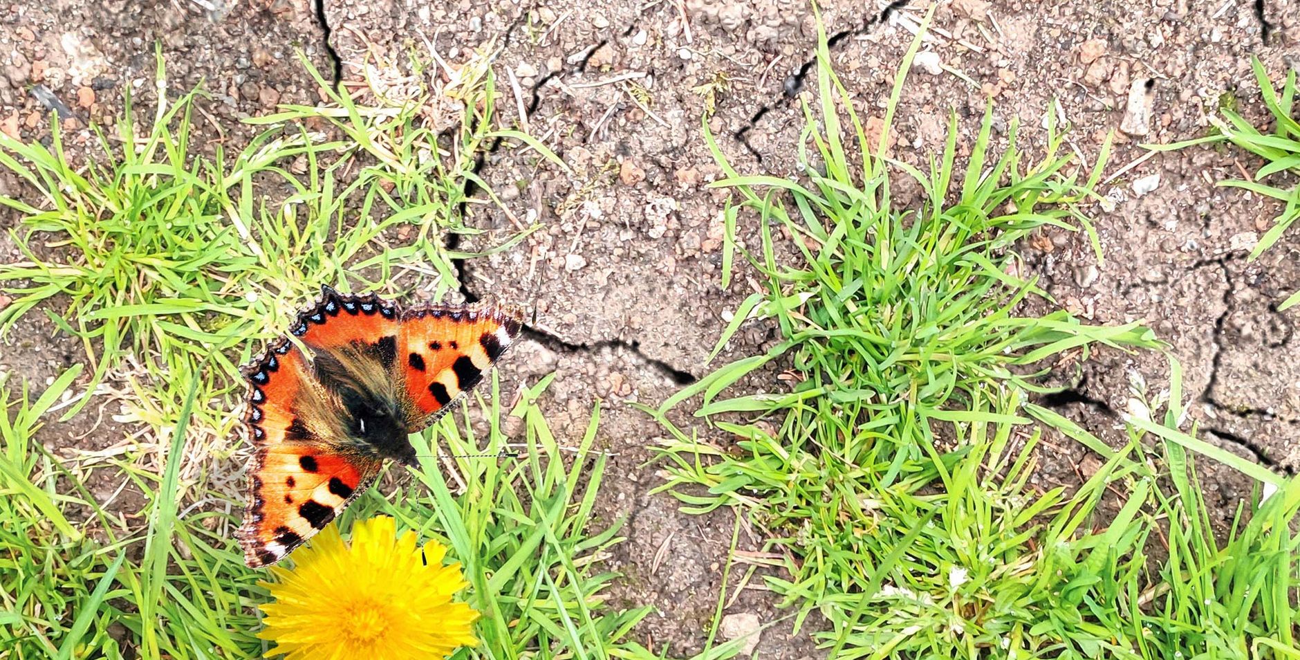 Vlinder op een verdroogd gazon