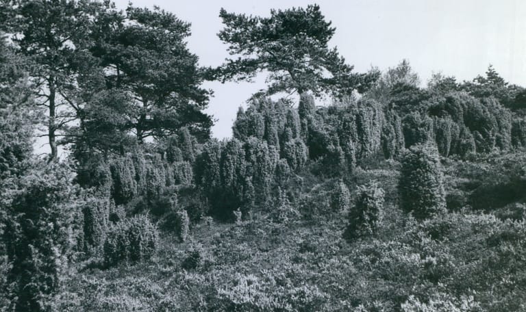 Dwingelderheide 1930
