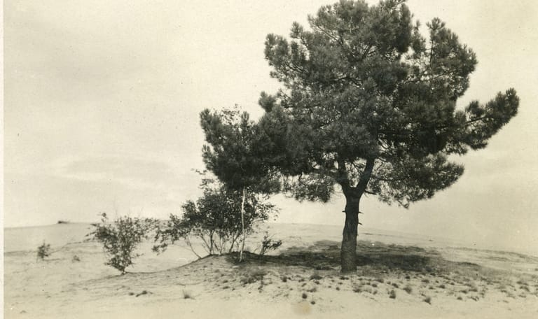 Loonse en Drunense Duinen 1931