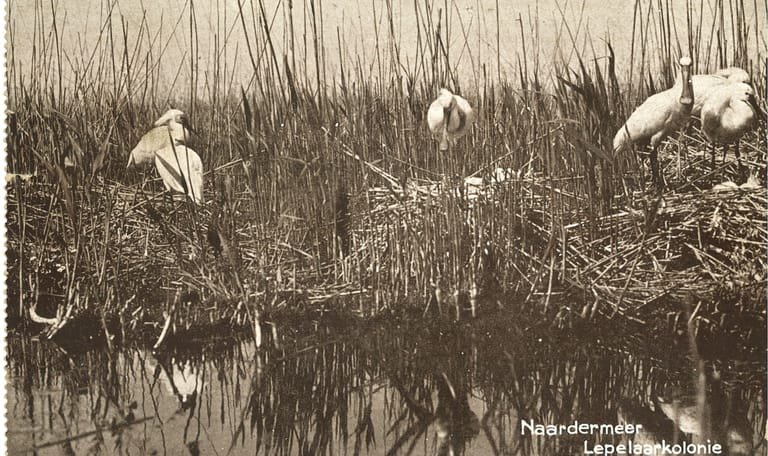 Naardermeer 1906