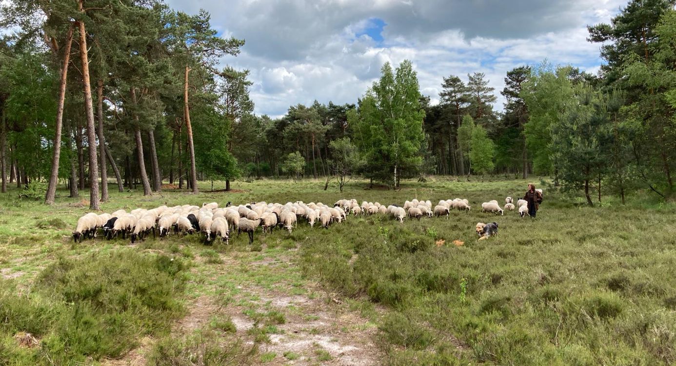 Schaapskudde heidecorridor Grote Veld