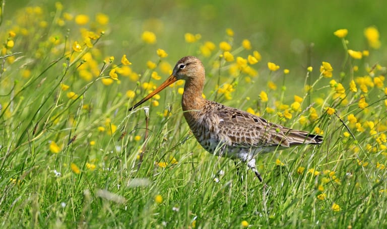 Weidevogels aankoop Skrok 1983