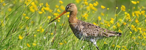 Weidevogels aankoop Skrok 1983