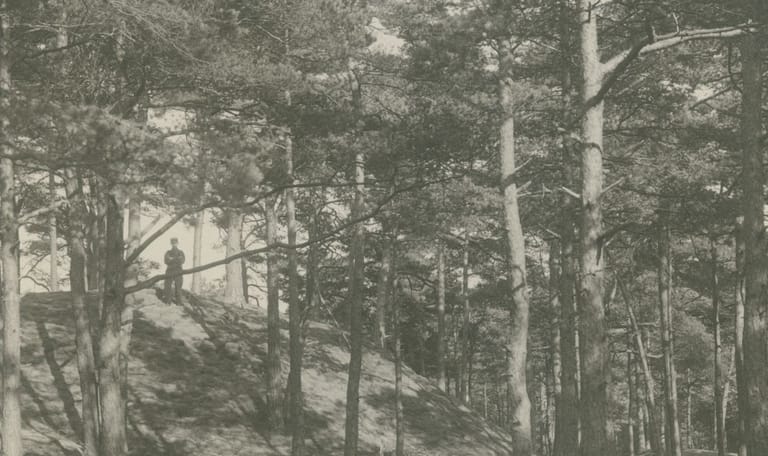 Leuvenumse bossen 1911