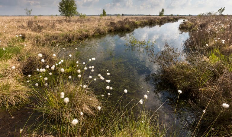 Hydrologisch herstel Fochteloerveen