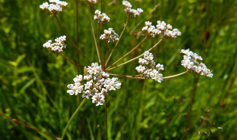 Carum-terreintje 1916