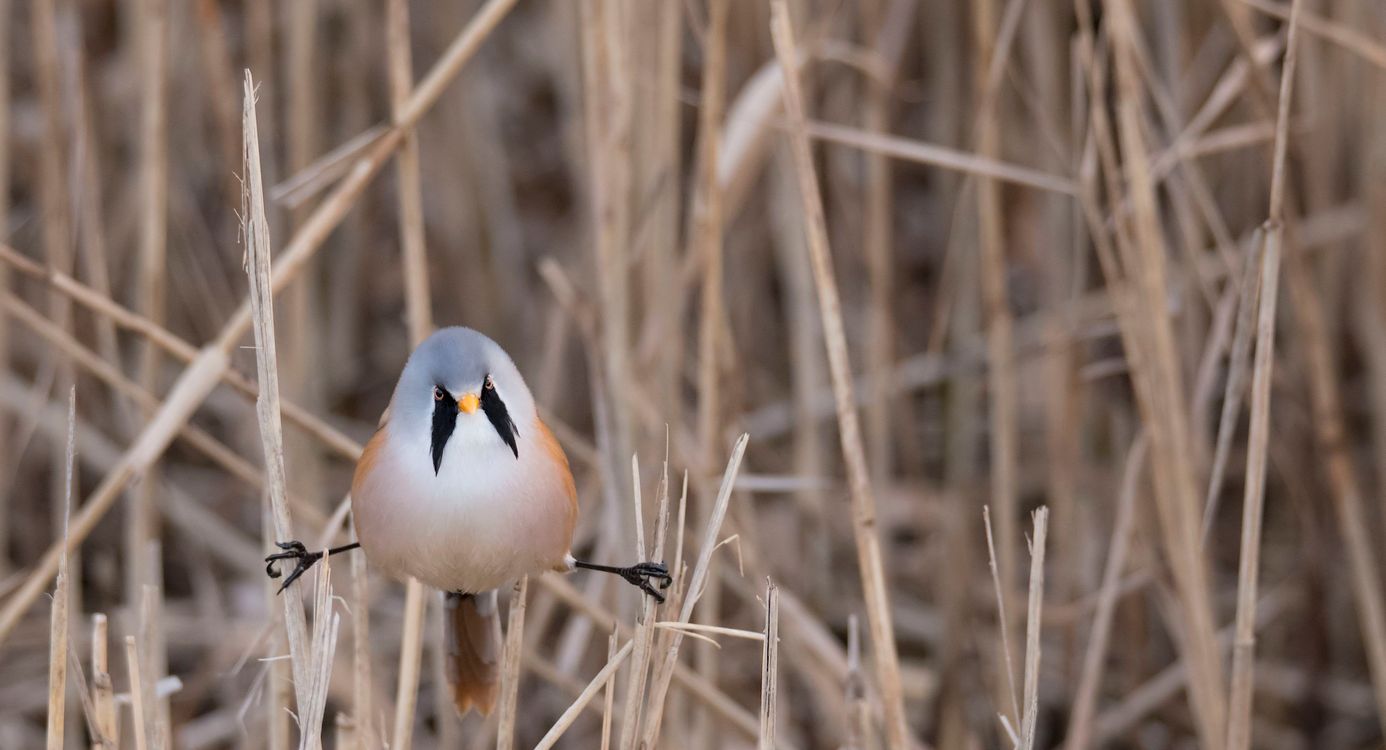 Baardmannetje in het riet