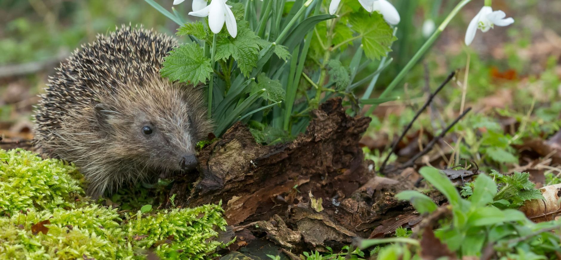 Egel bij een polletje sneeuwklojes Egel in de vroege lente