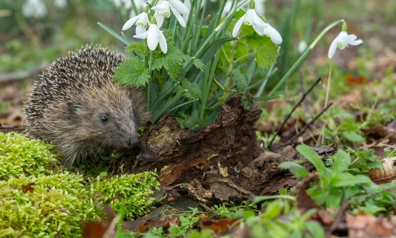 Egel in de vroege lente
