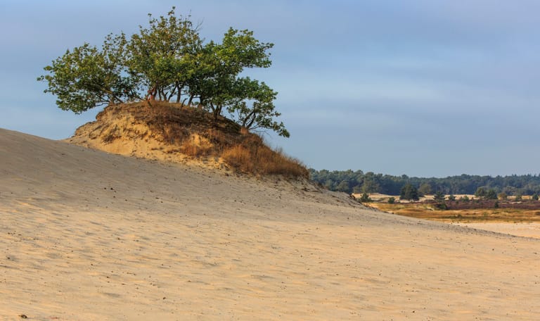Eikenfort LDD