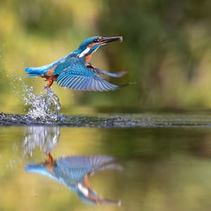 IJsvogel vangt vis