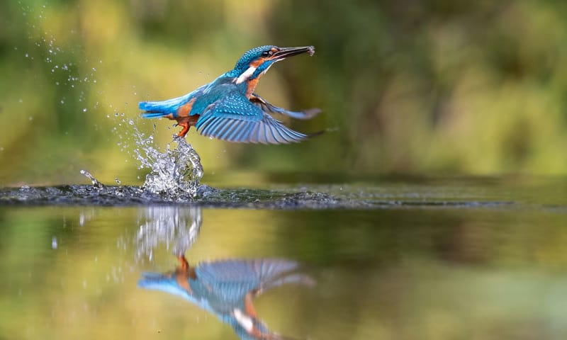 IJsvogel vangt vis