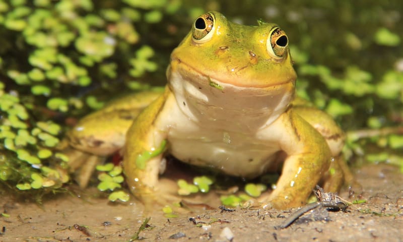 Kikker blij