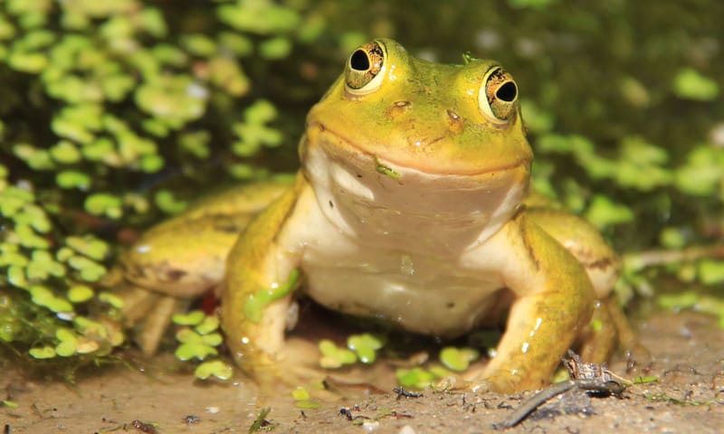 Groene kikker