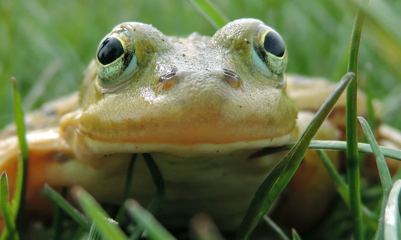 kikker