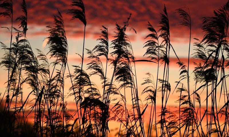 Riet in zonsondergang
