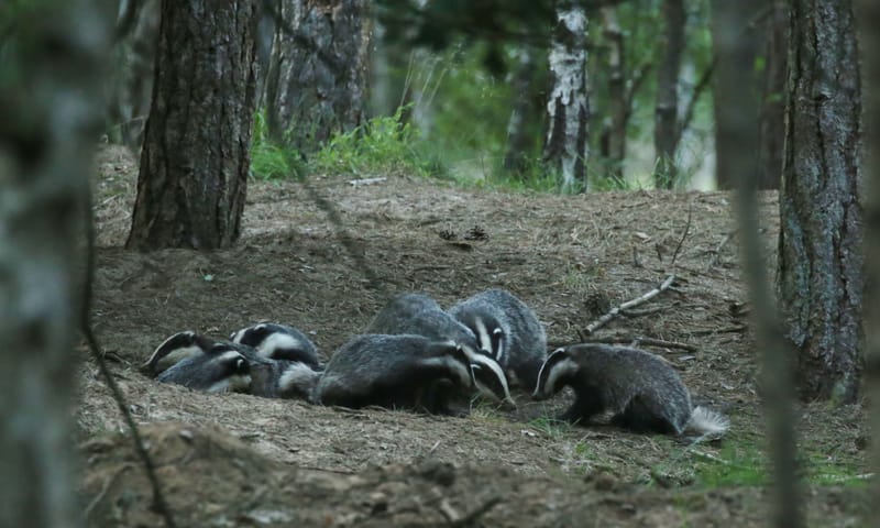 dassenfamilie