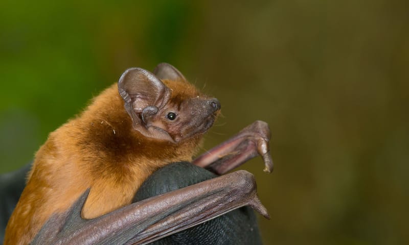 vleermuis