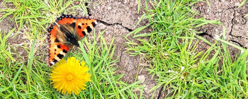 Vlinder vindt bloem in uitgedroogde tuin