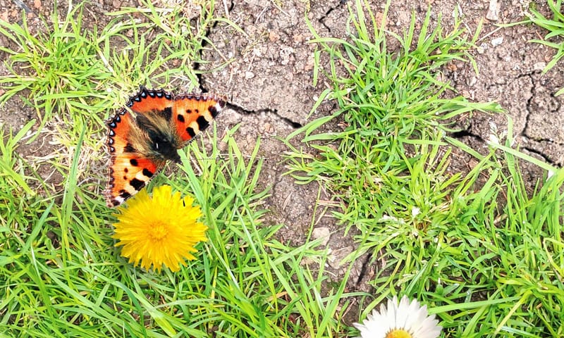 Vlinder vindt bloem in uitgedroogde tuin