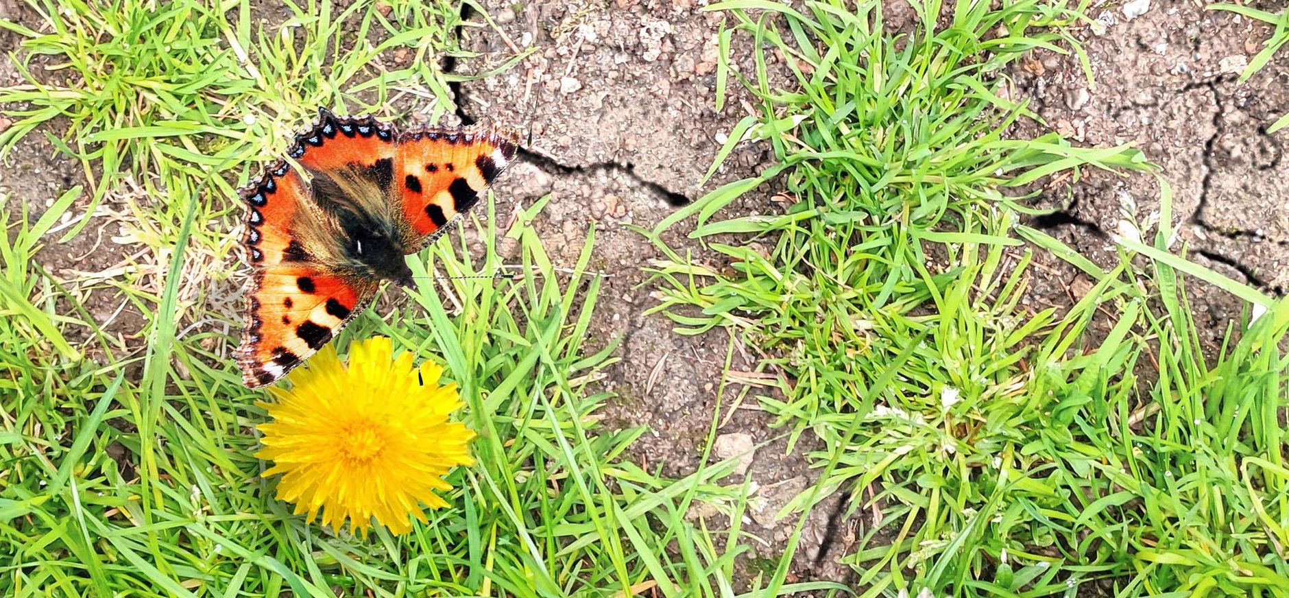 Vlinder vindt bloem in uitgedroogde tuin