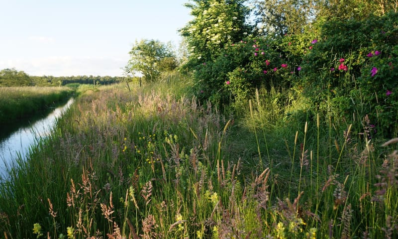 Voedselbos Haarzuilens