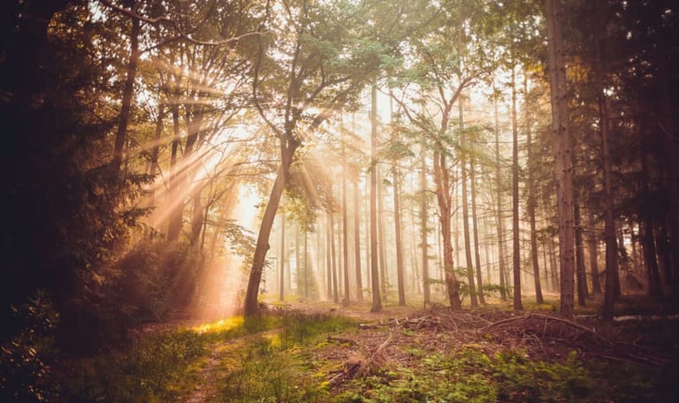 Wandelroute Hoogtepunten Kaapse Bossen - Doorn Utrechtse Heuvelrug