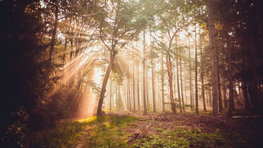 Wandelroute Hoogtepunten Kaapse Bossen - Doorn Utrechtse Heuvelrug