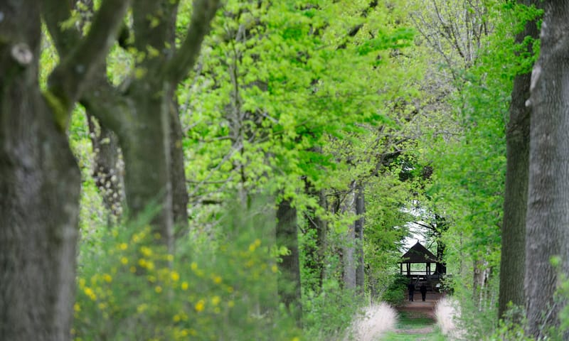Oude Buisse Heide