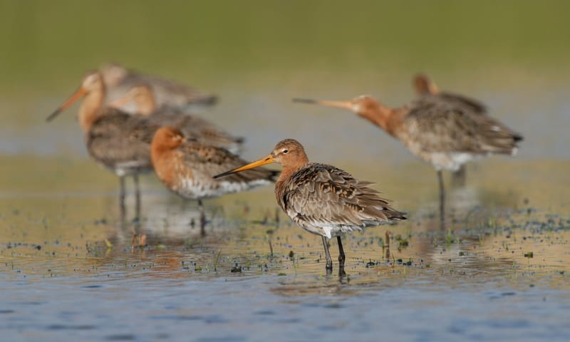Weidevol Vergaderen Grutto