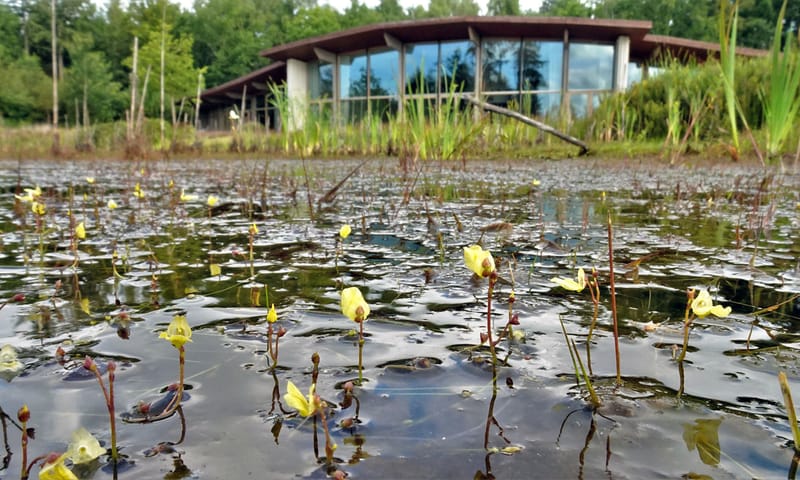 Blaasjeskruid natuurbegraafplaats