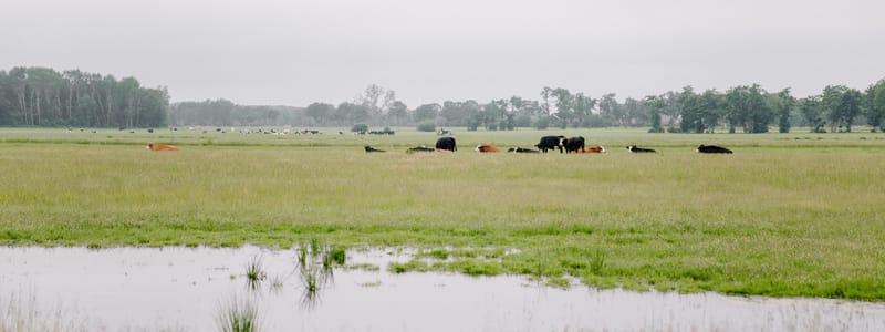 Groninger Blaarkoppen