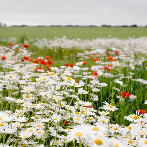 bloemrijk hooiland