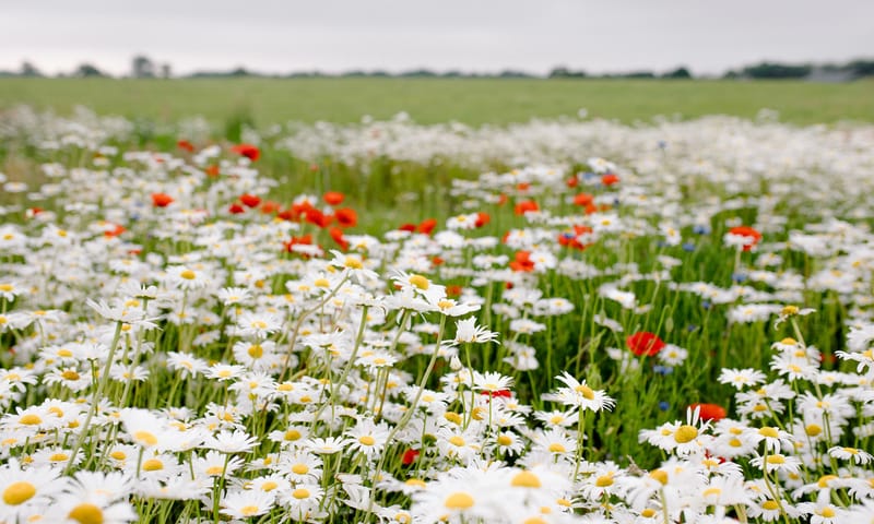 Bloemrijk hooiland
