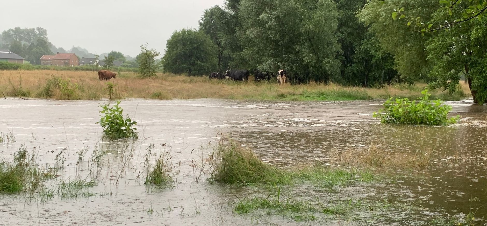 Hoogwater grasland Bovenste molen