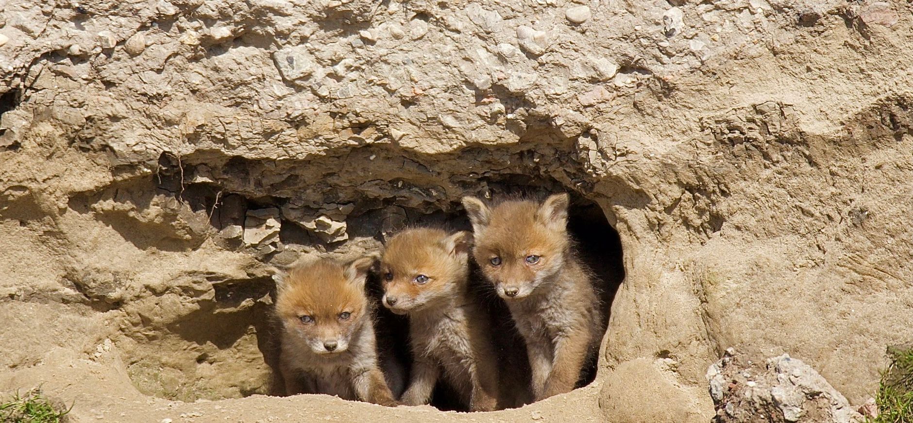 vossenwelpjes