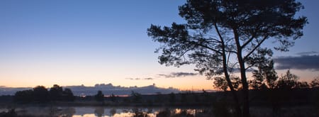 Ochtendwandeling Dwingelderveld
