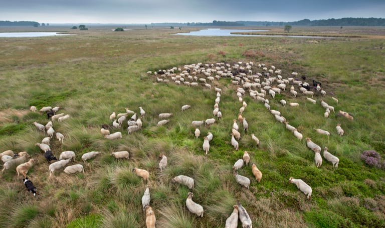 Dwingelderveld overzichtsfoto