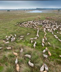 Dwingelderveld overzichtsfoto