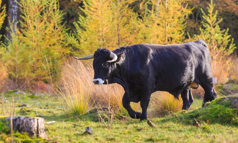 Sayaguesa stier Drents-Friese wold
