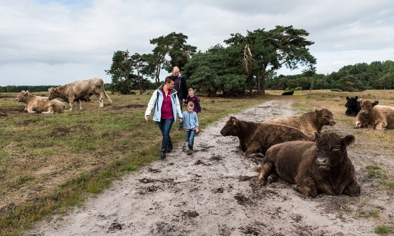 wandelaars Galloways