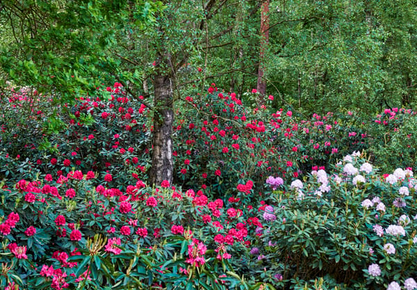 Rododendrons