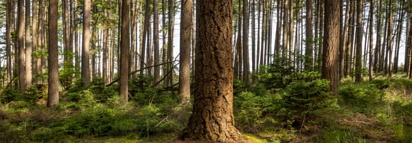 compagnonsbos