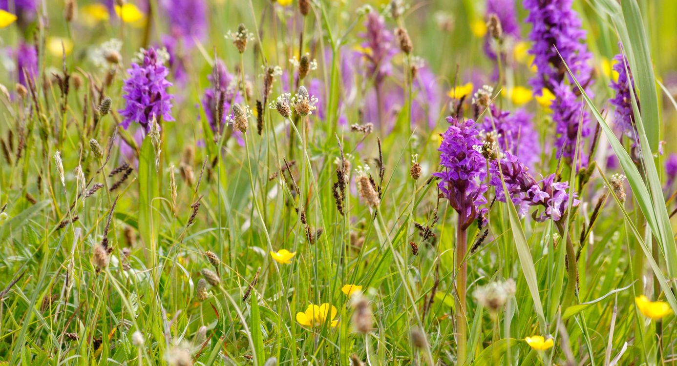 Wandelen langs orchideeën - Zwanenwater