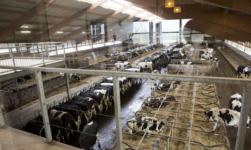 Weidevol vergaderen melkstal