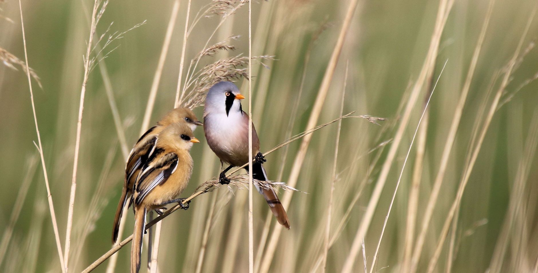 040 nm automatische incasso